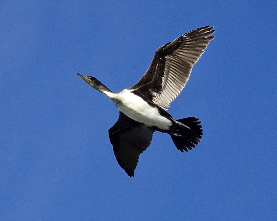 cormorant